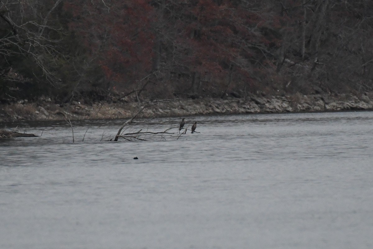 Double-crested Cormorant - ML628142418