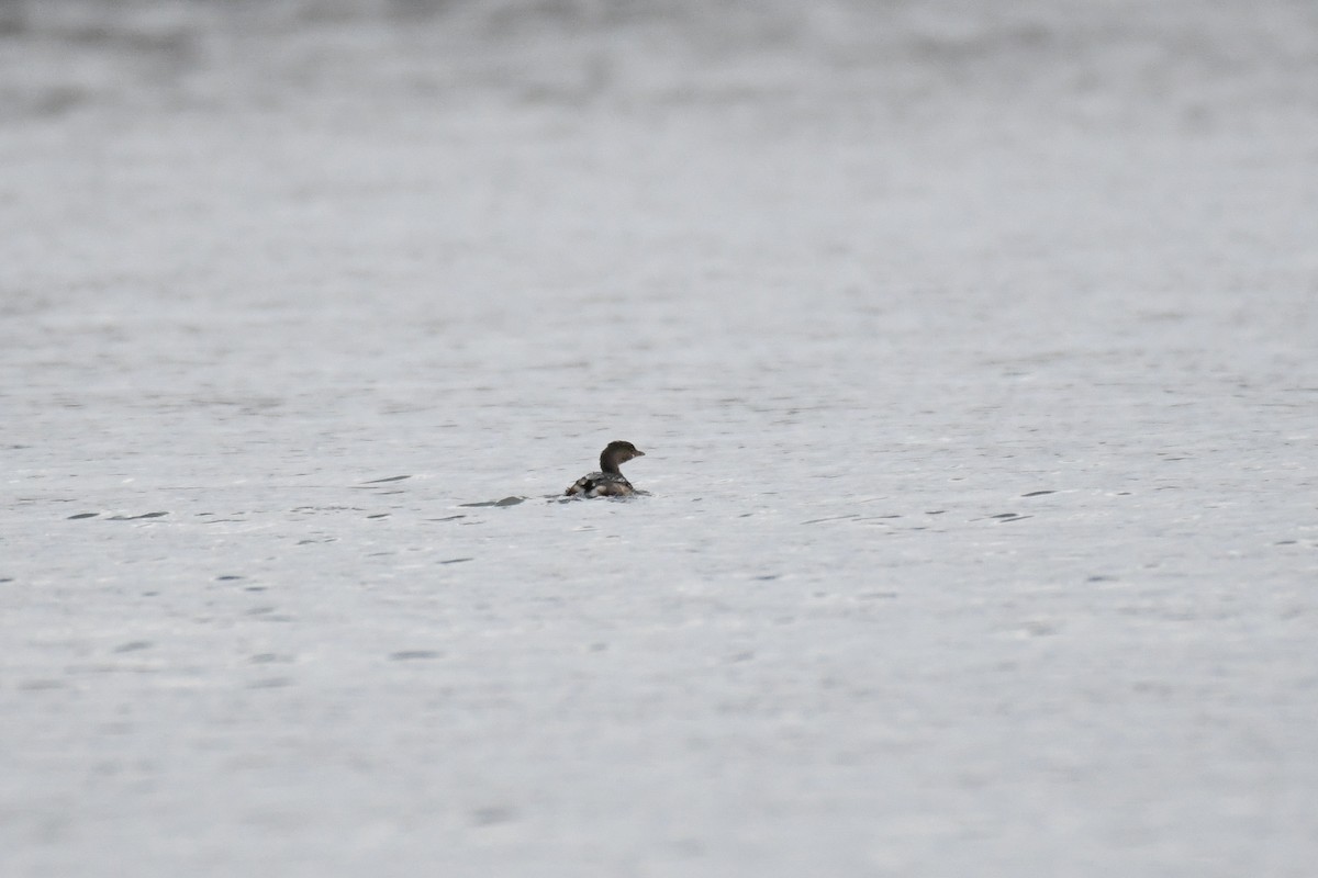 Pied-billed Grebe - ML628142419