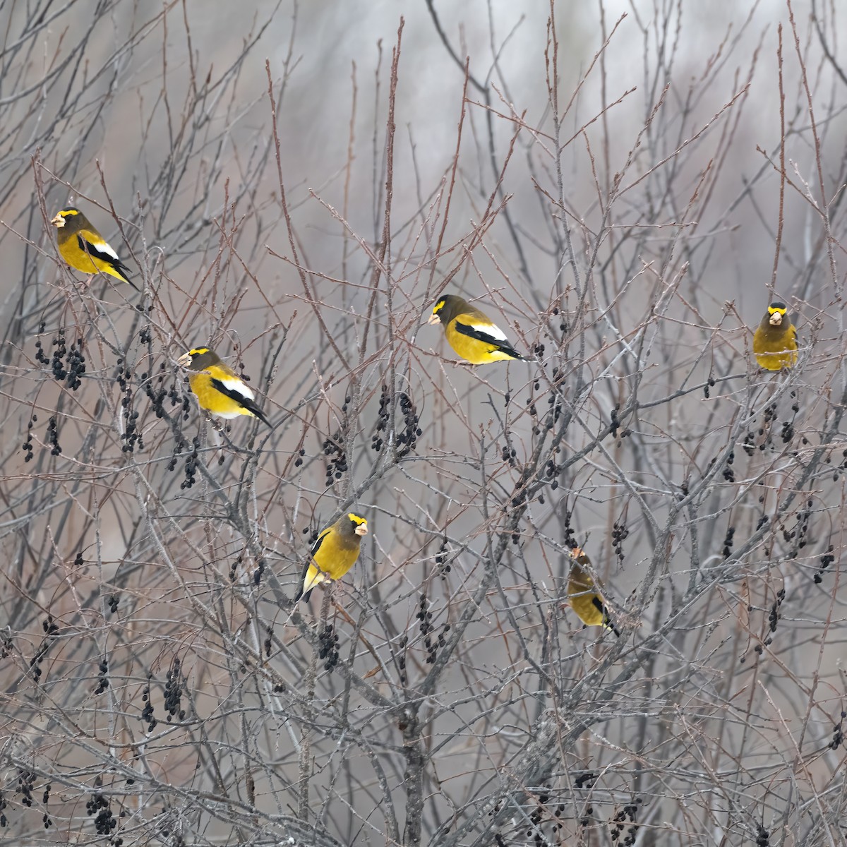Evening Grosbeak - ML628142429