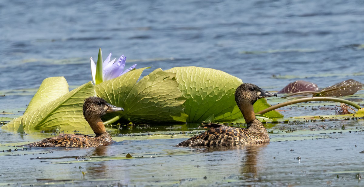 White-backed Duck - ML628142451