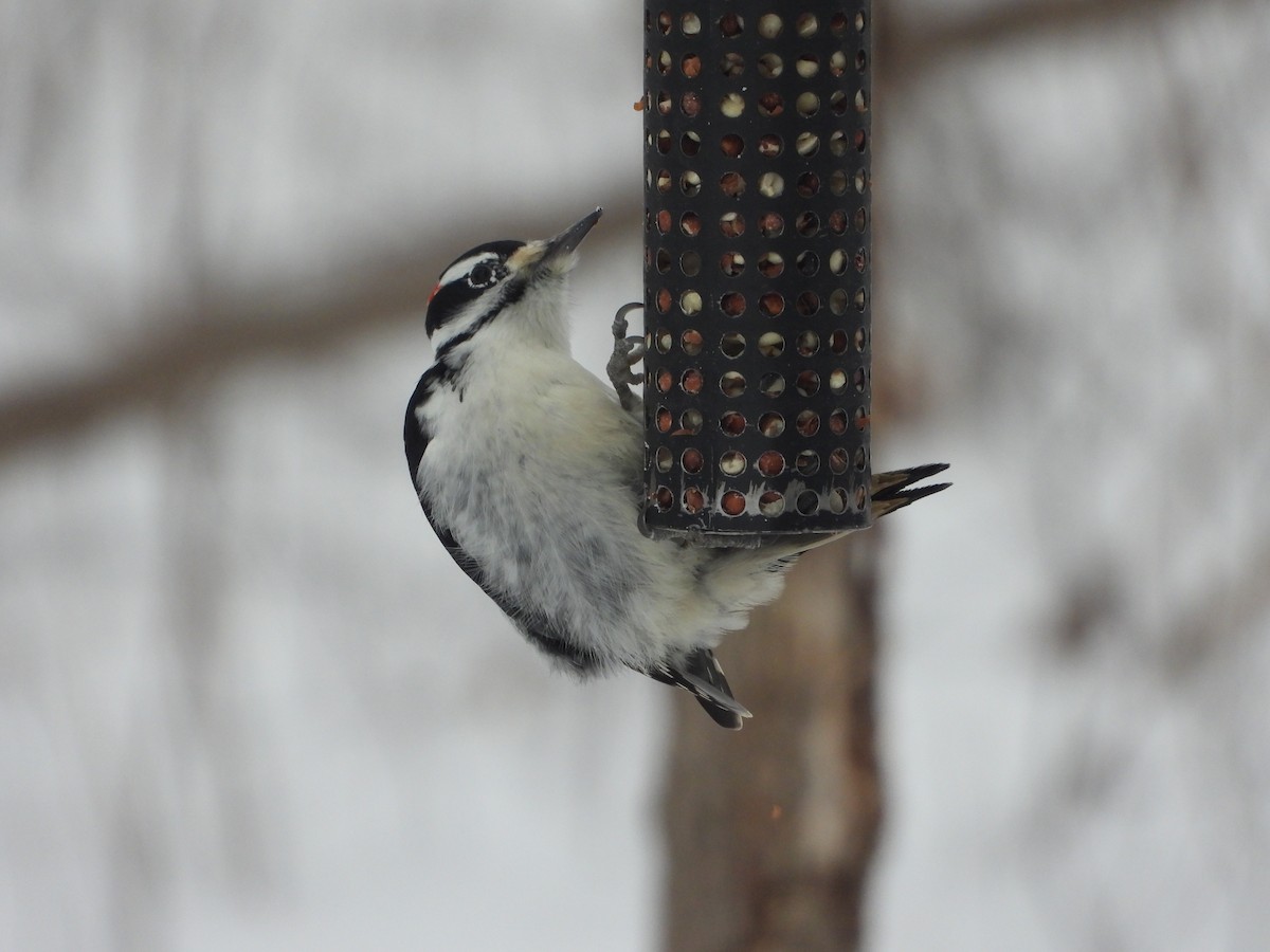 Hairy Woodpecker - ML628142516