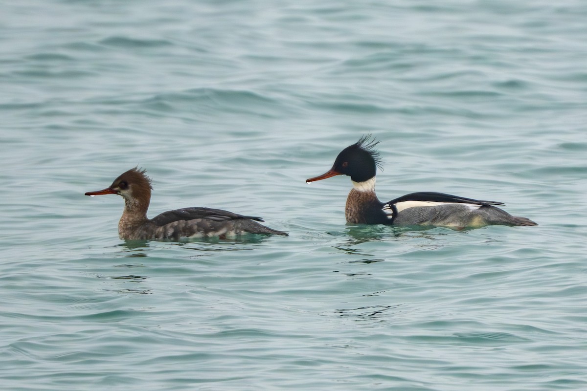 Red-breasted Merganser - ML628142697