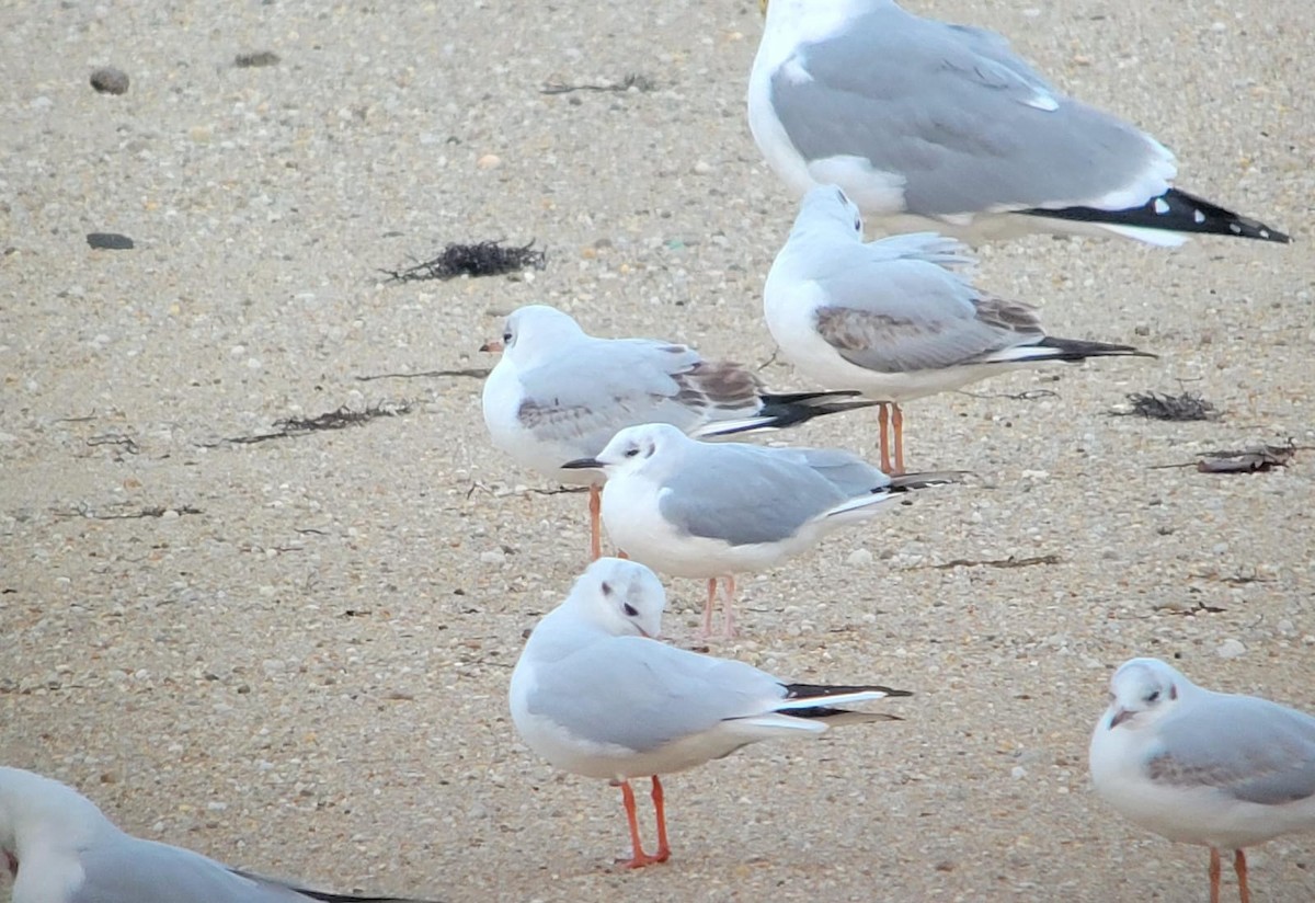 Bonaparte's Gull - Patri Piñón