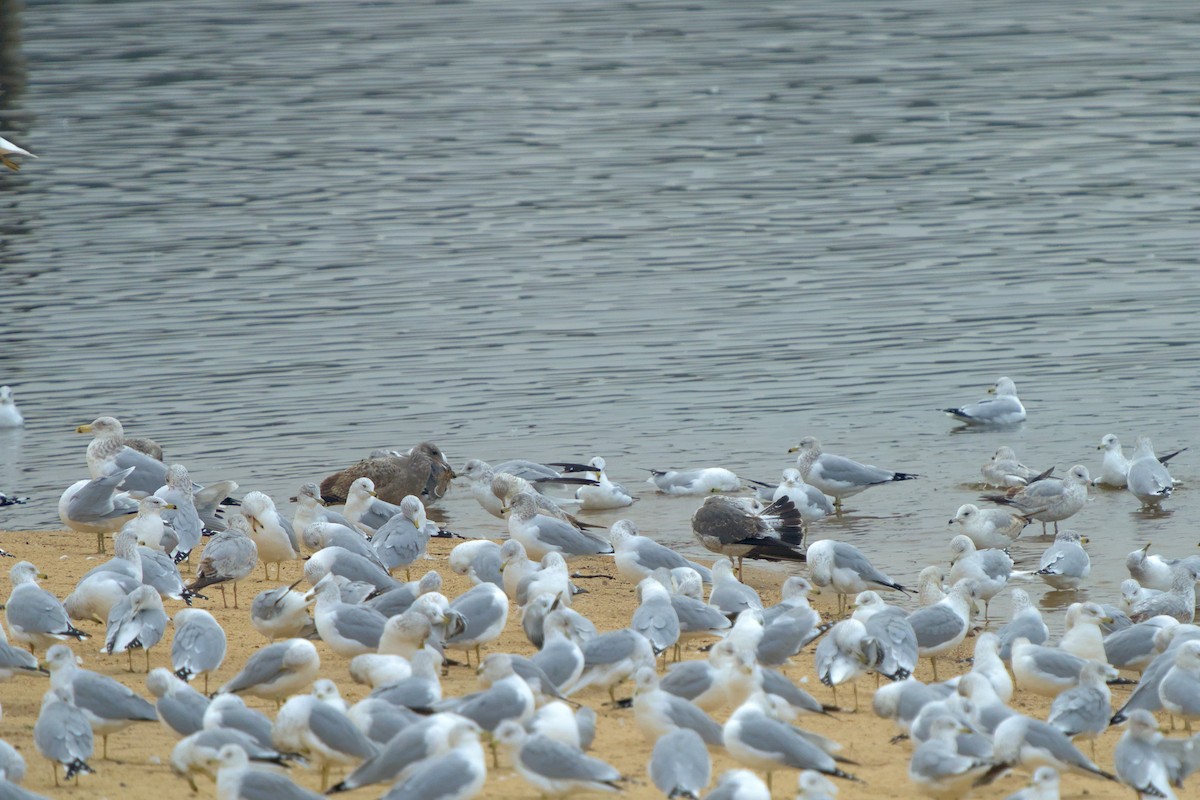 Lesser Black-backed Gull - ML628142927