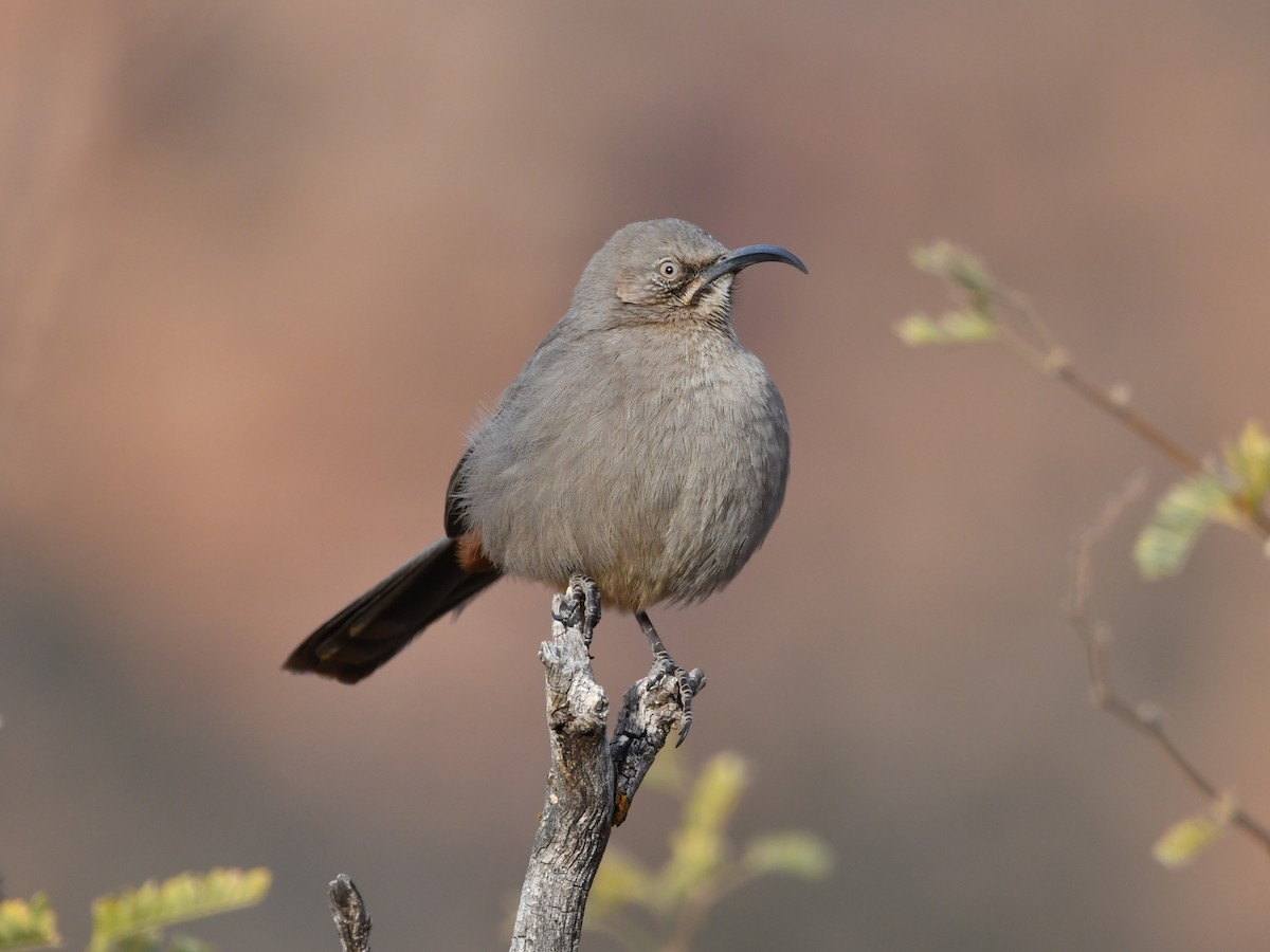 Crissal Thrasher - ML628143028