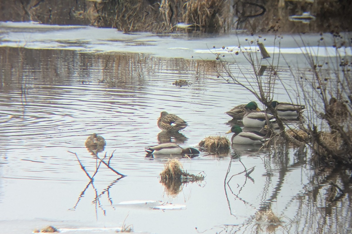 Gadwall - ML628143242