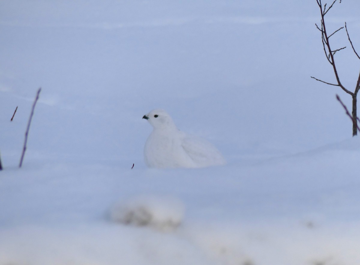 Willow Ptarmigan - ML628143243