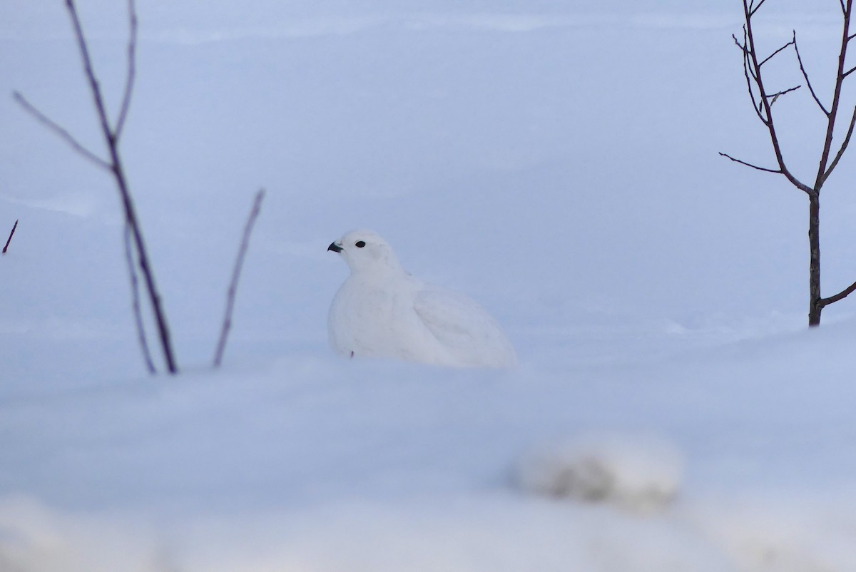 Willow Ptarmigan - ML628143244