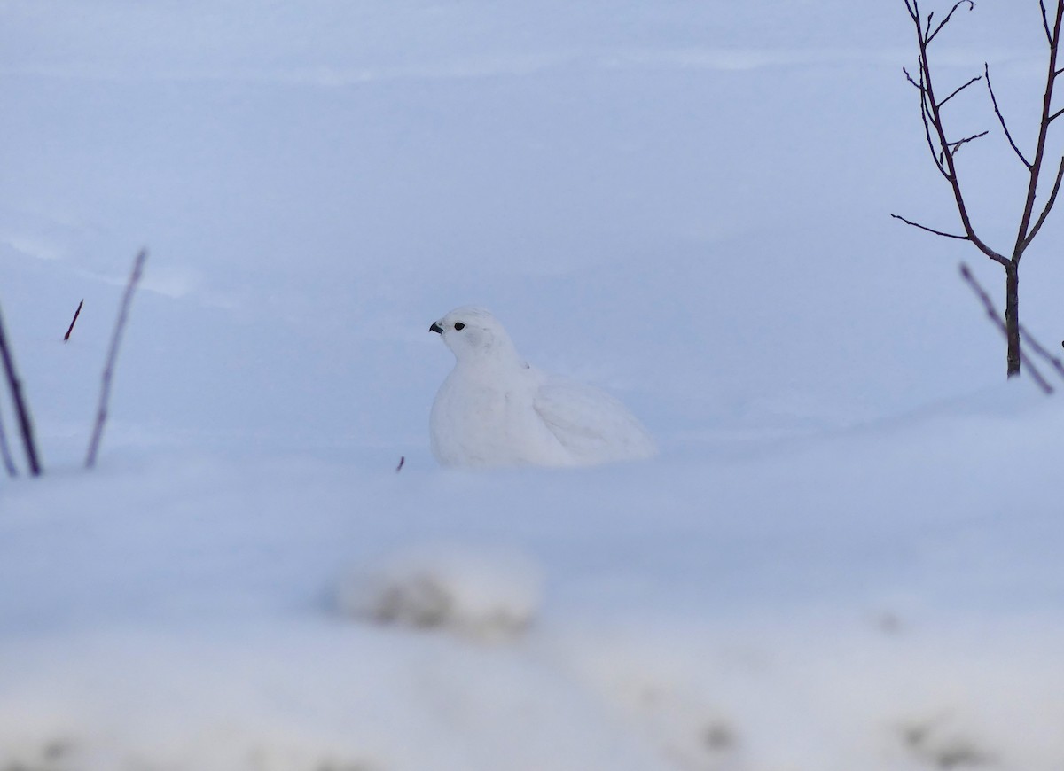 Willow Ptarmigan - ML628143245