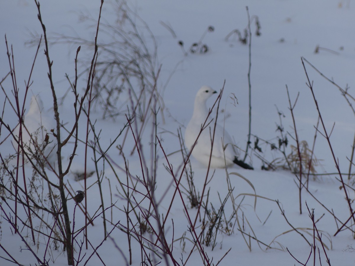 Willow Ptarmigan - ML628143246