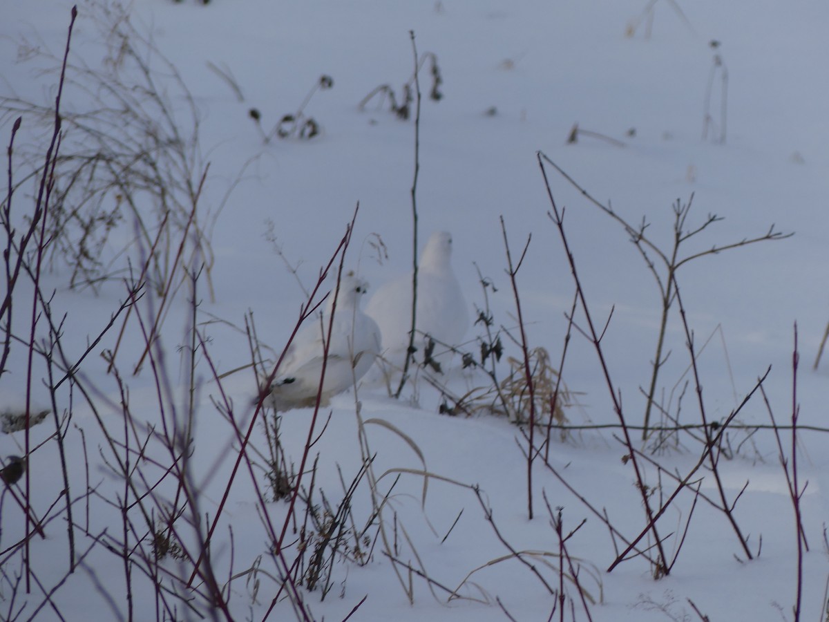 Willow Ptarmigan - ML628143247