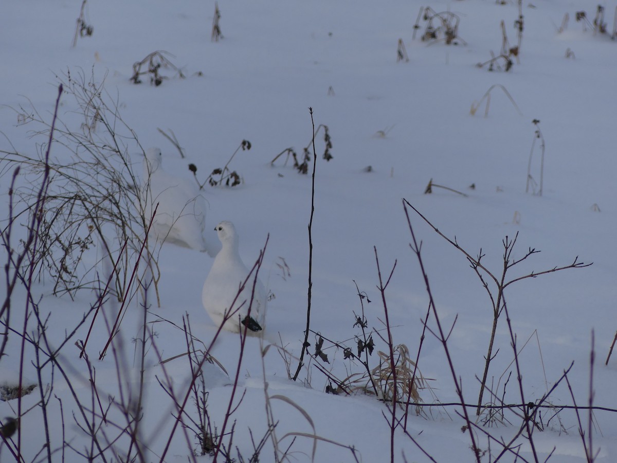 Willow Ptarmigan - ML628143248