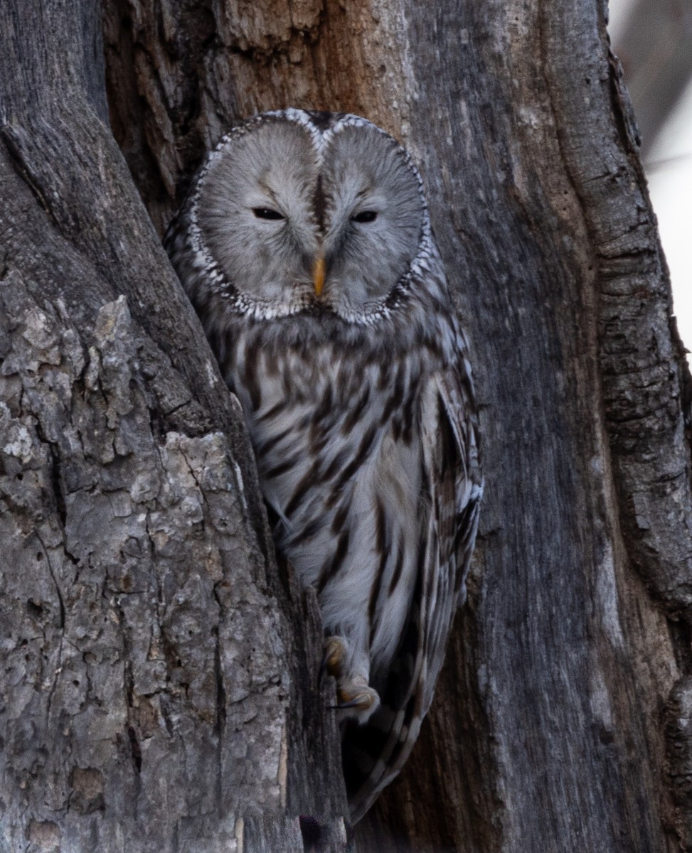 Ural Owl (Ural) - ML628143301