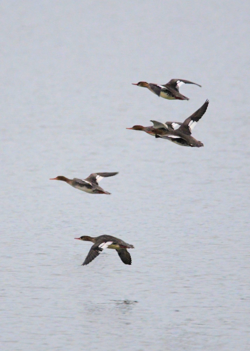 Red-breasted Merganser - ML628143421