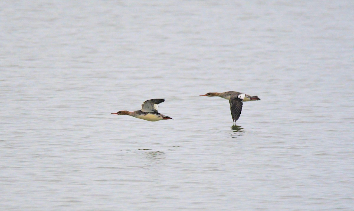 Red-breasted Merganser - ML628143422