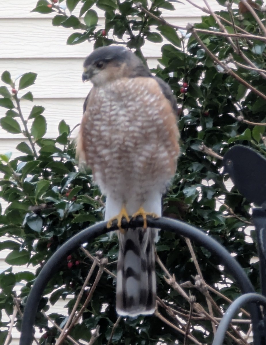 Cooper's Hawk - ML628143487
