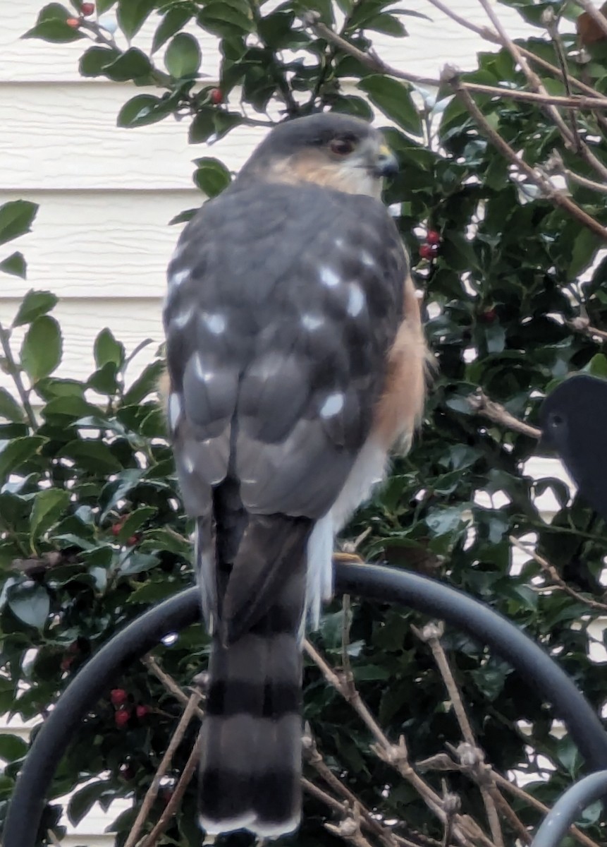 Cooper's Hawk - ML628143512