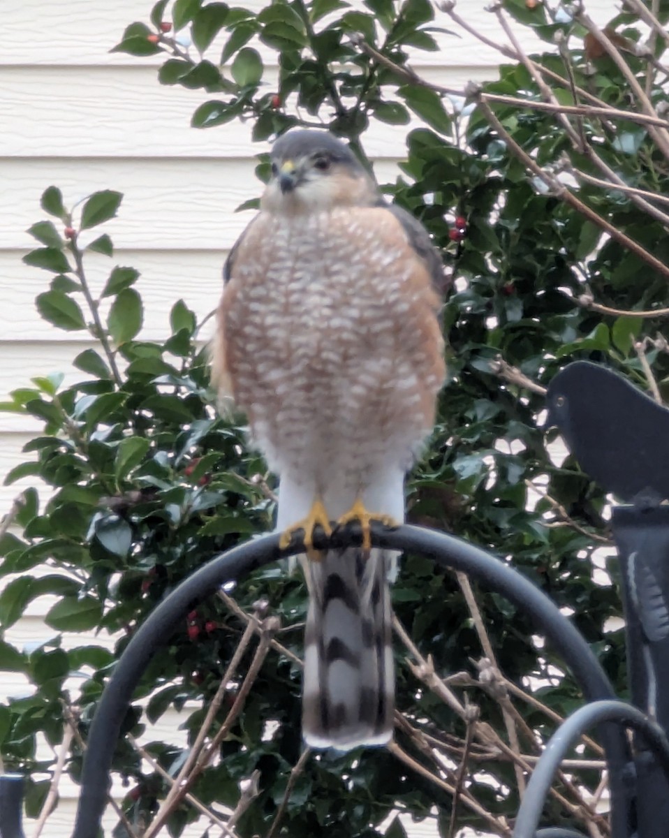 Cooper's Hawk - ML628143524