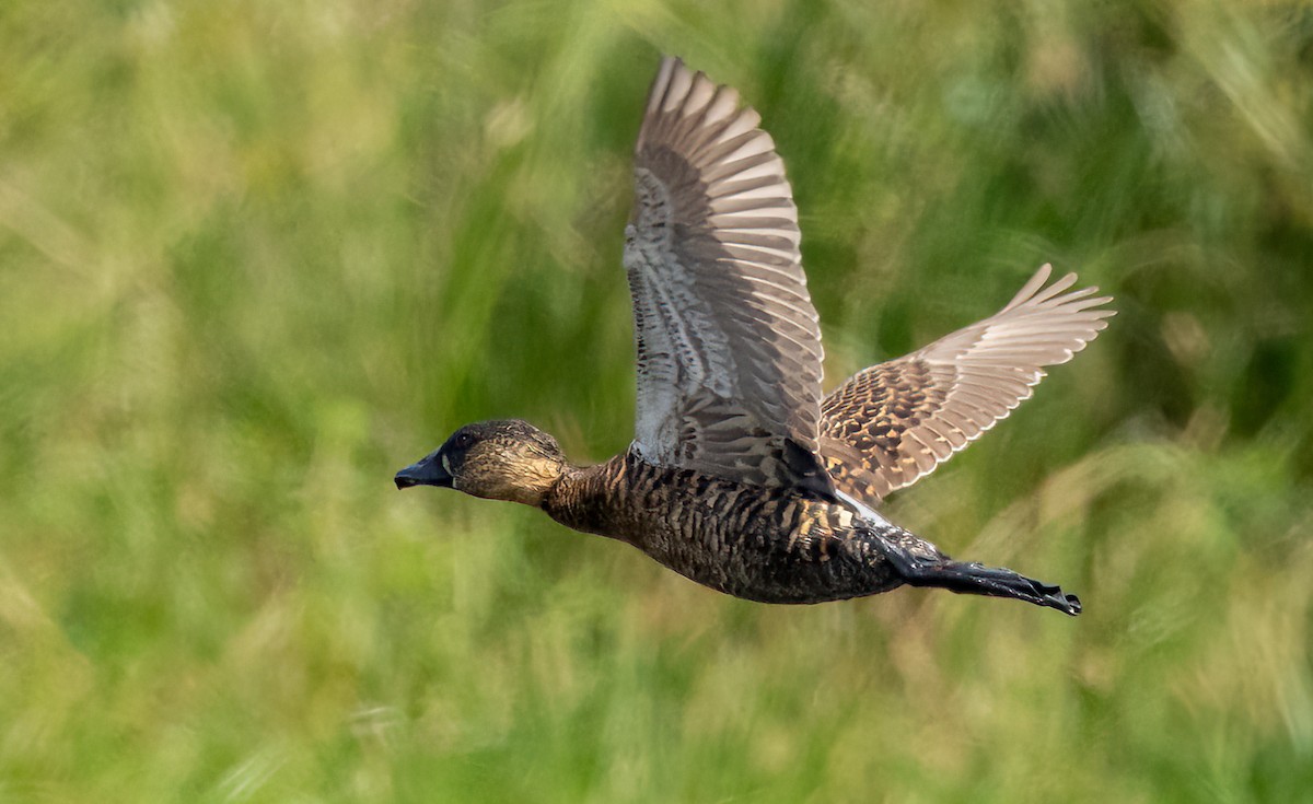 White-backed Duck - ML628143542