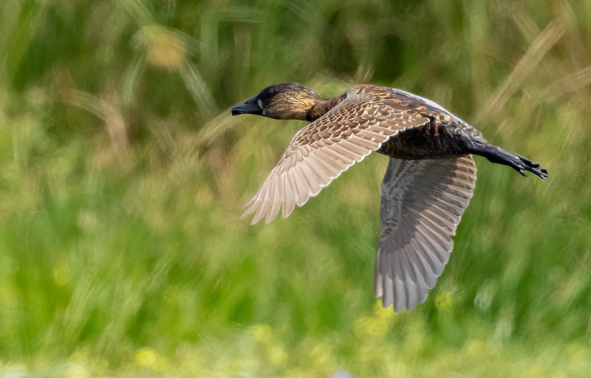 White-backed Duck - ML628143546