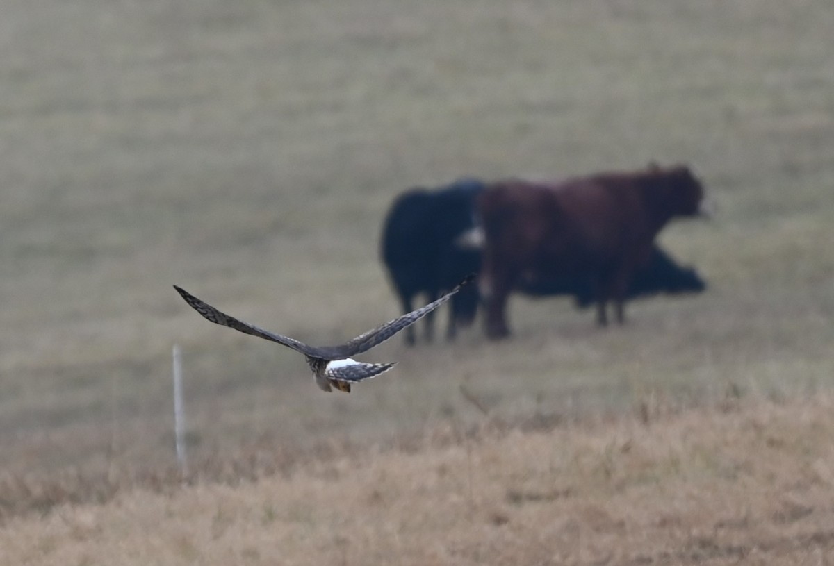 Northern Harrier - ML628143578