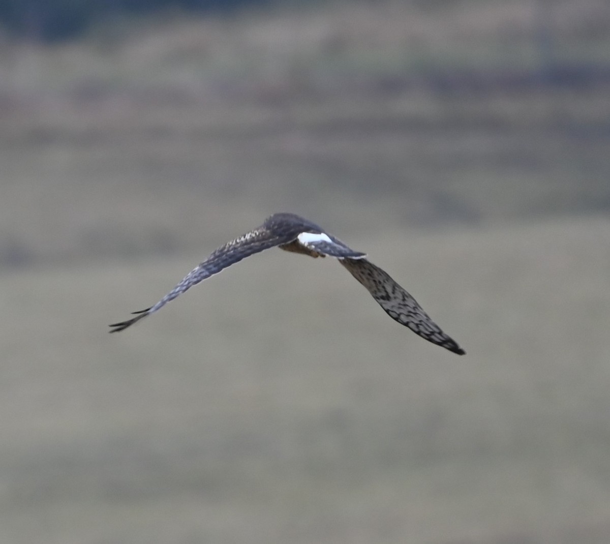 Northern Harrier - ML628143584