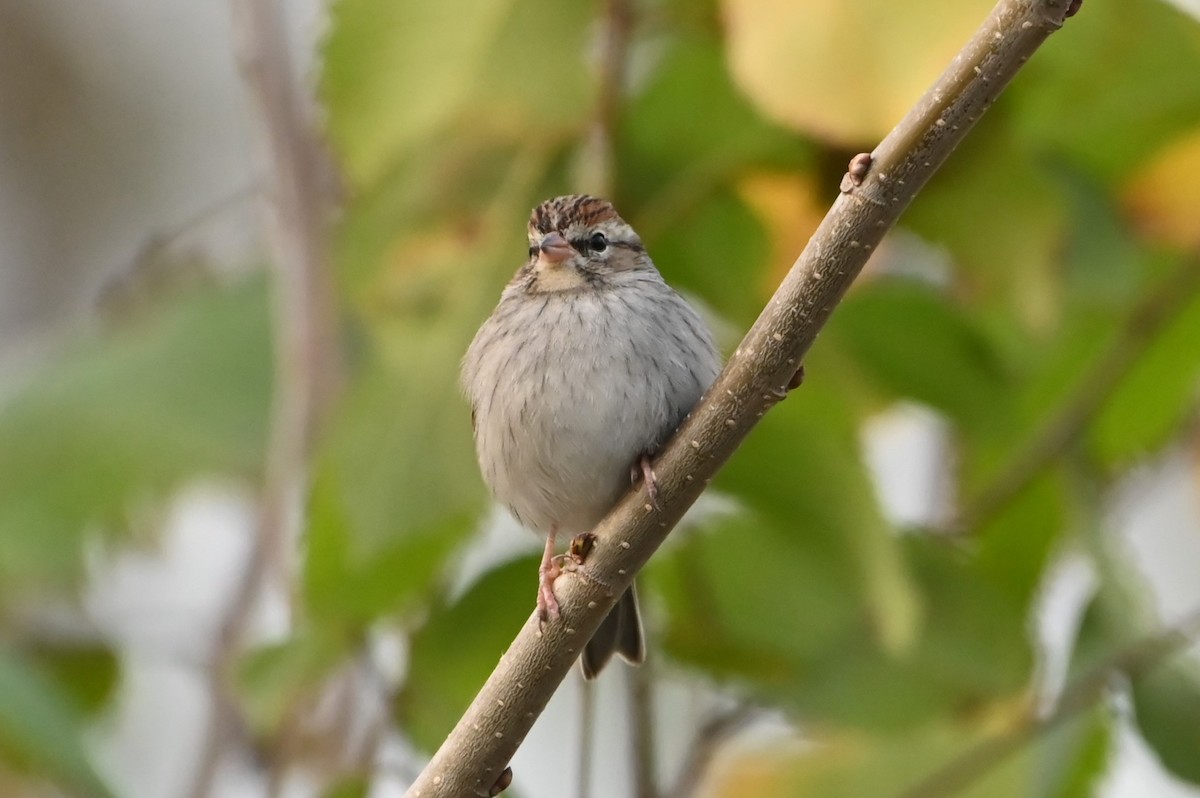 Chipping Sparrow - ML628143771