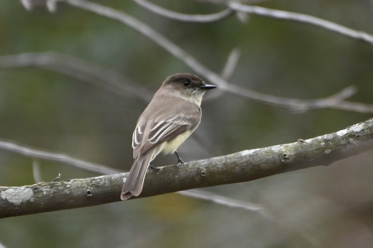 Eastern Phoebe - ML628143788