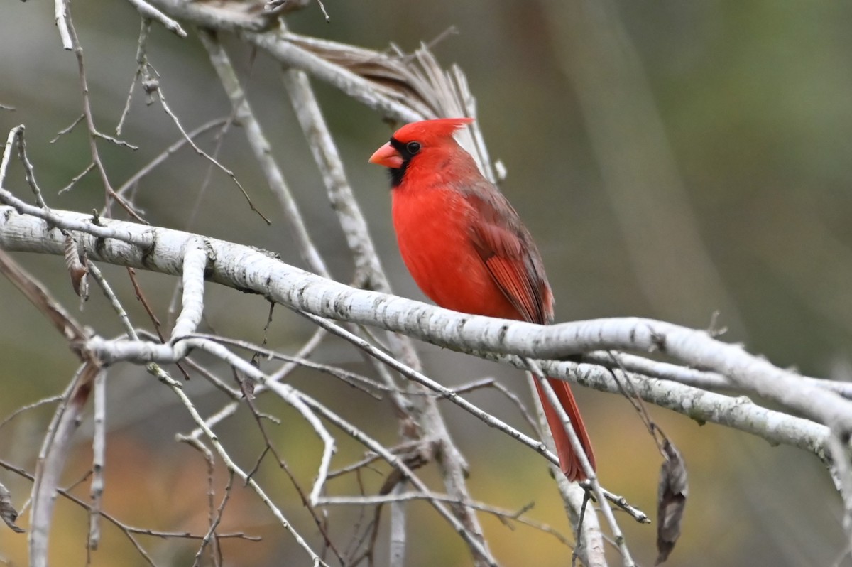 Northern Cardinal - ML628143847