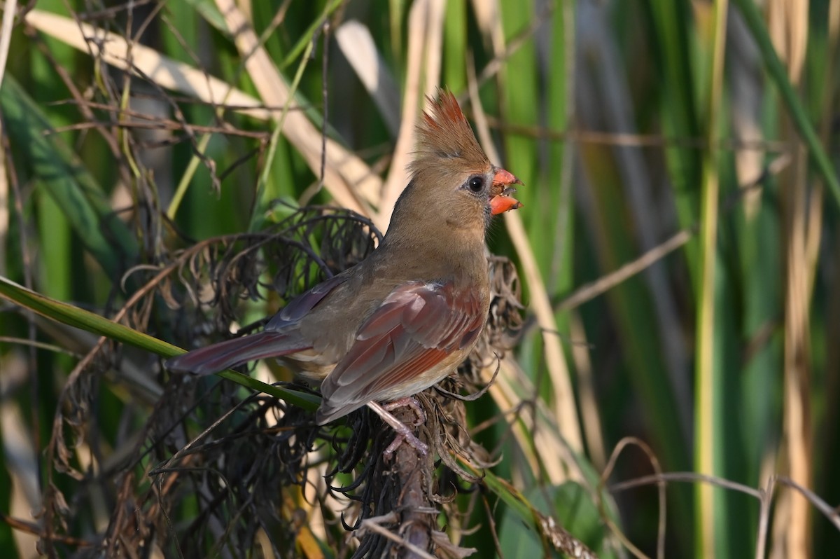 Northern Cardinal - ML628143848