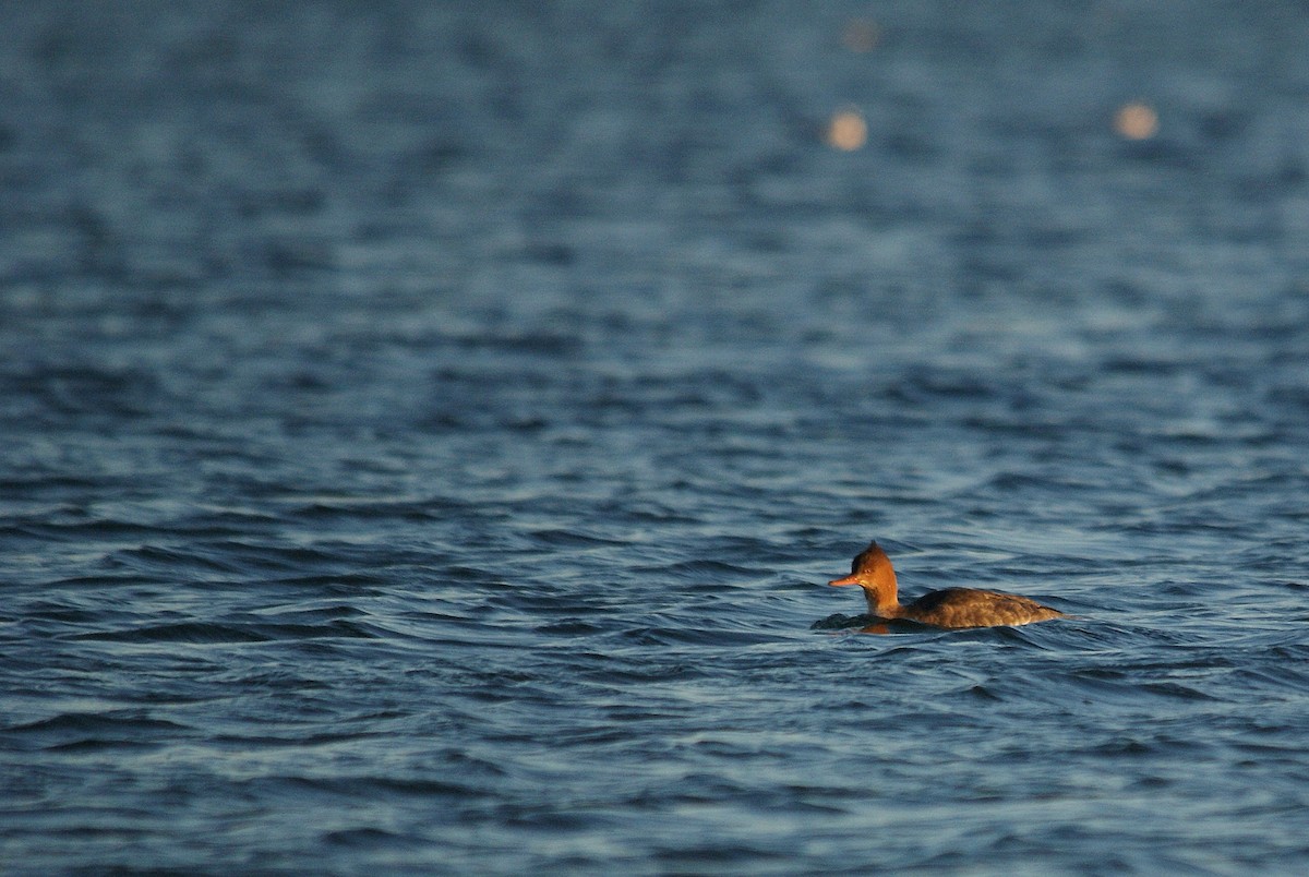 Red-breasted Merganser - ML628143867