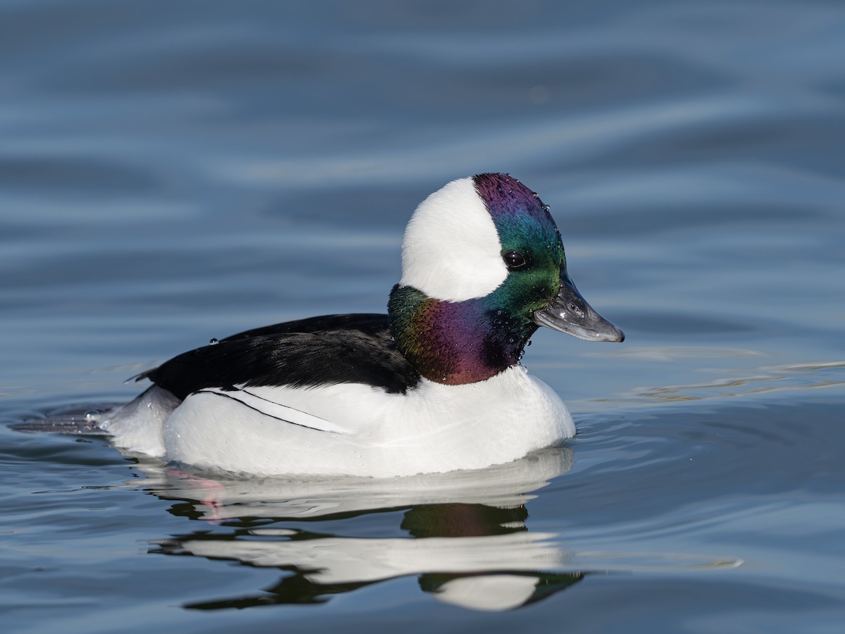Bufflehead - ML628143890