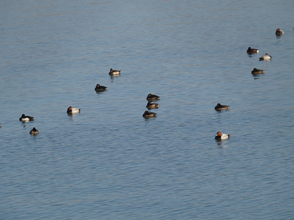 Common Pochard - ML628143896