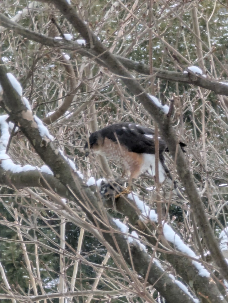 Cooper's Hawk - ML628143899