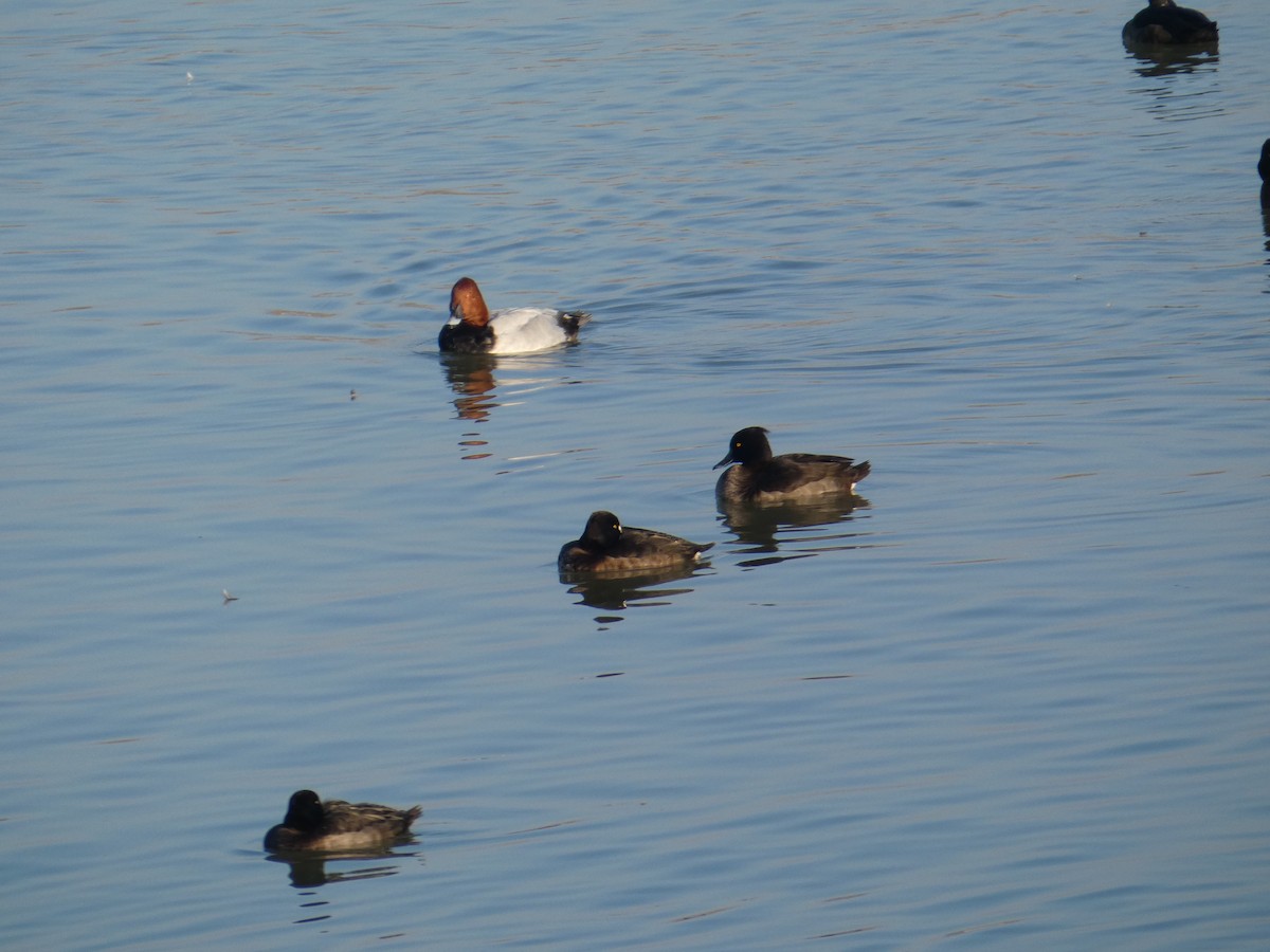 Tufted Duck - ML628143906
