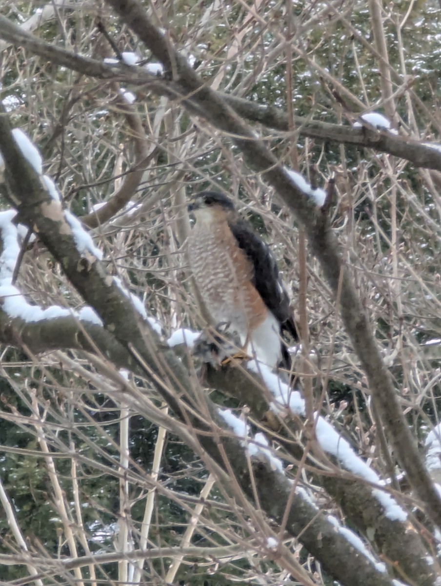 Cooper's Hawk - ML628143926