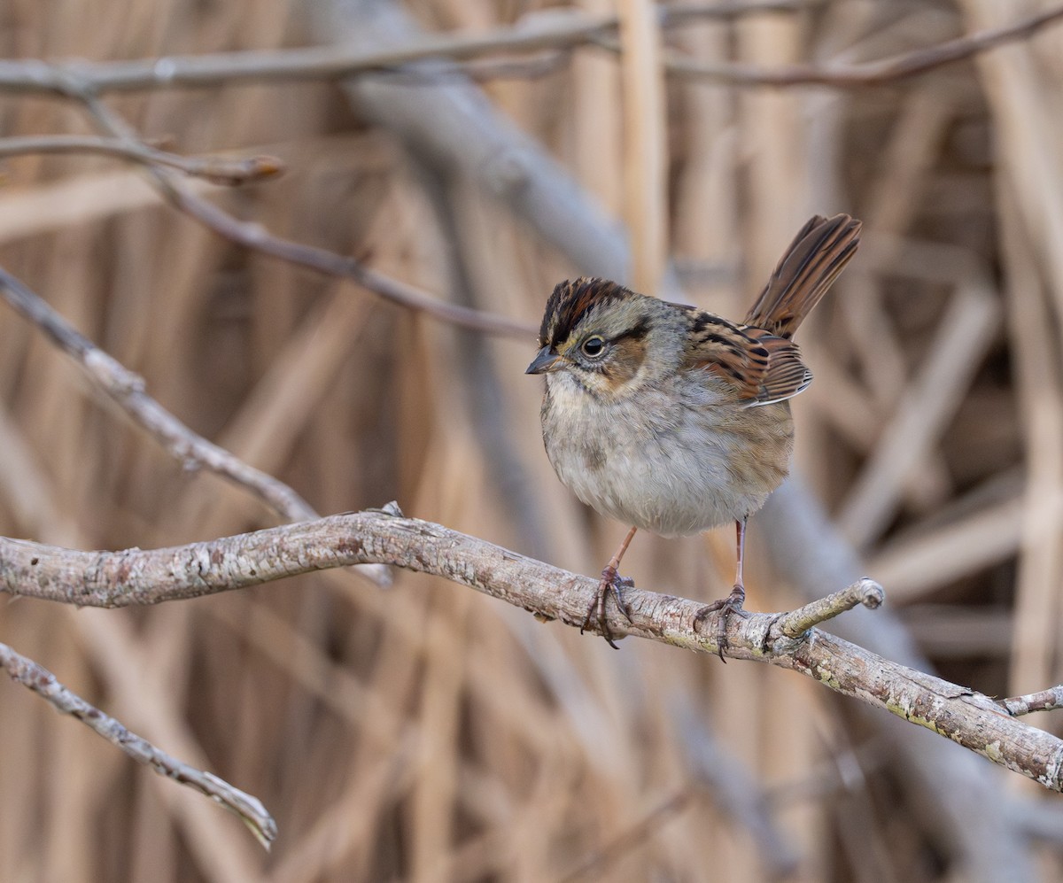 Swamp Sparrow - ML628143949