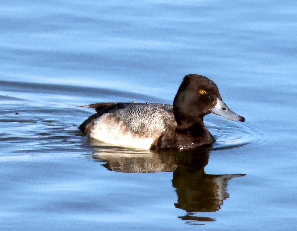 Lesser Scaup - ML628144011