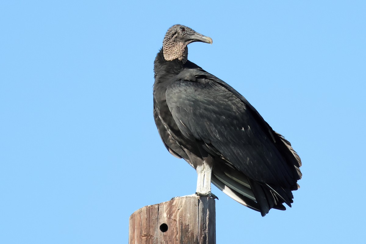 Black Vulture - ML628144018