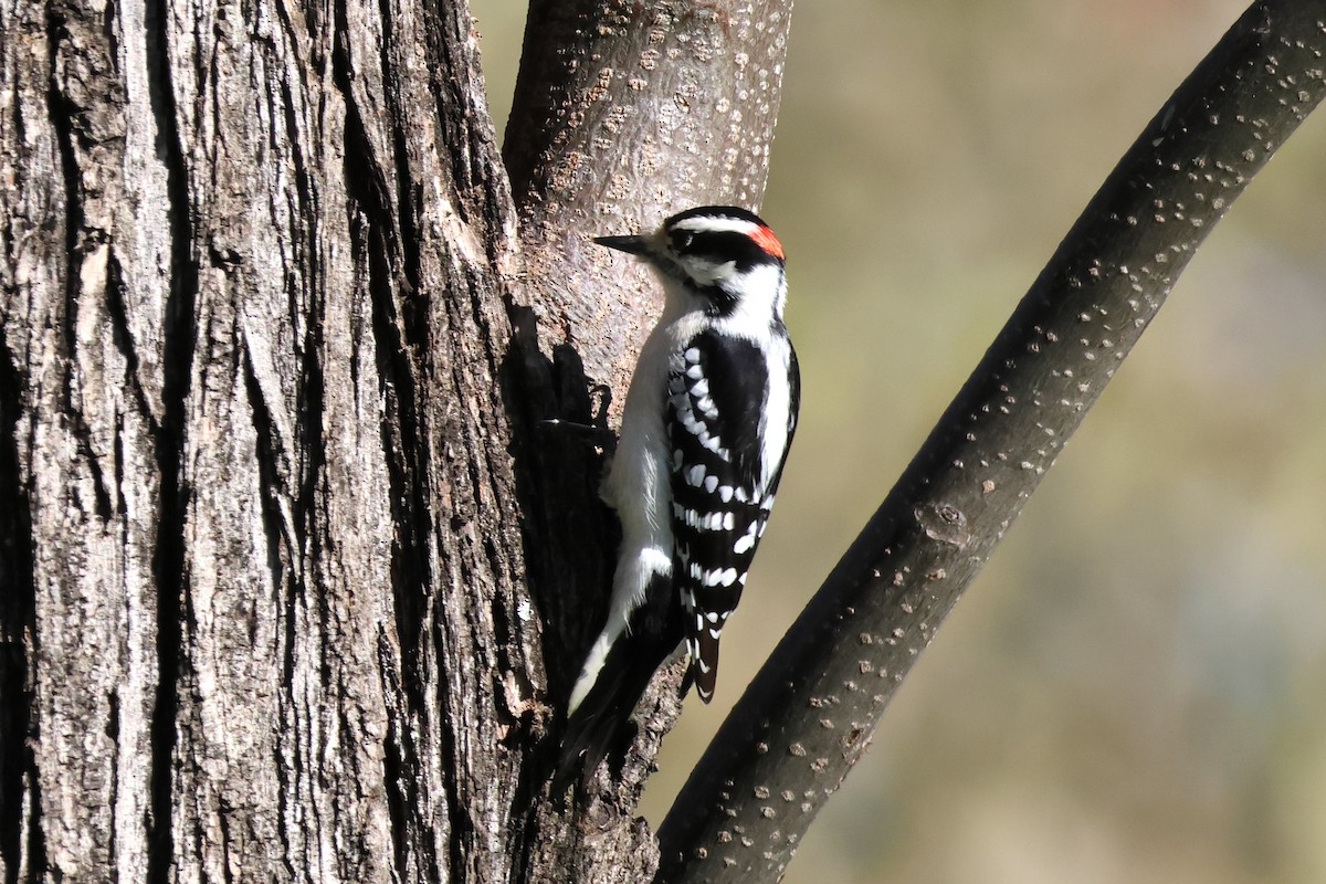 Downy Woodpecker - ML628144026