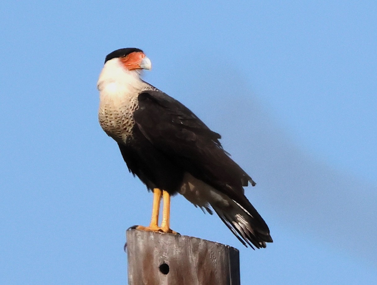 Crested Caracara - ML628144038