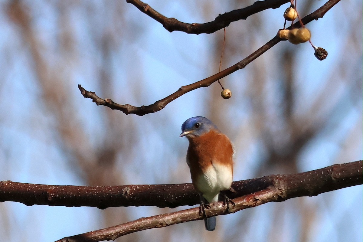 Eastern Bluebird - ML628144075