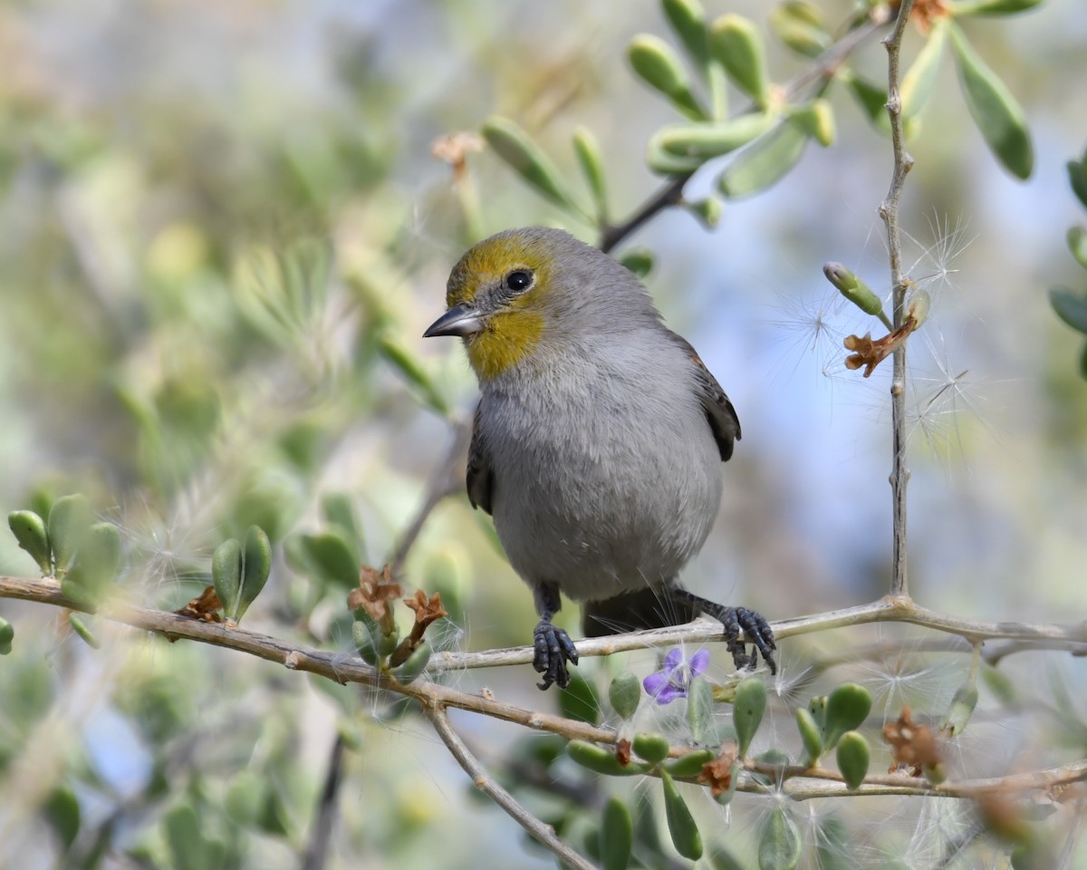 Verdin - ML628144100