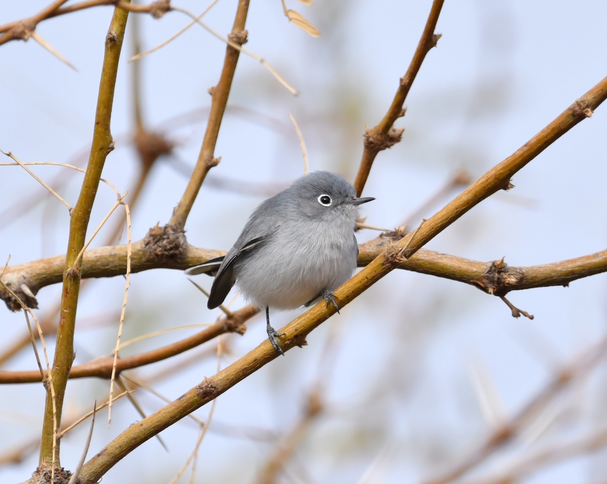 Blue-gray Gnatcatcher - ML628144106
