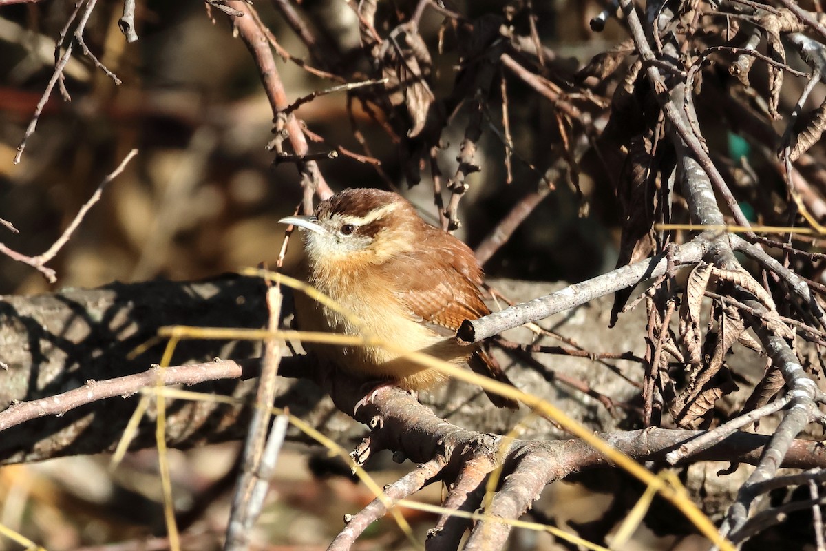 Carolina Wren - ML628144266