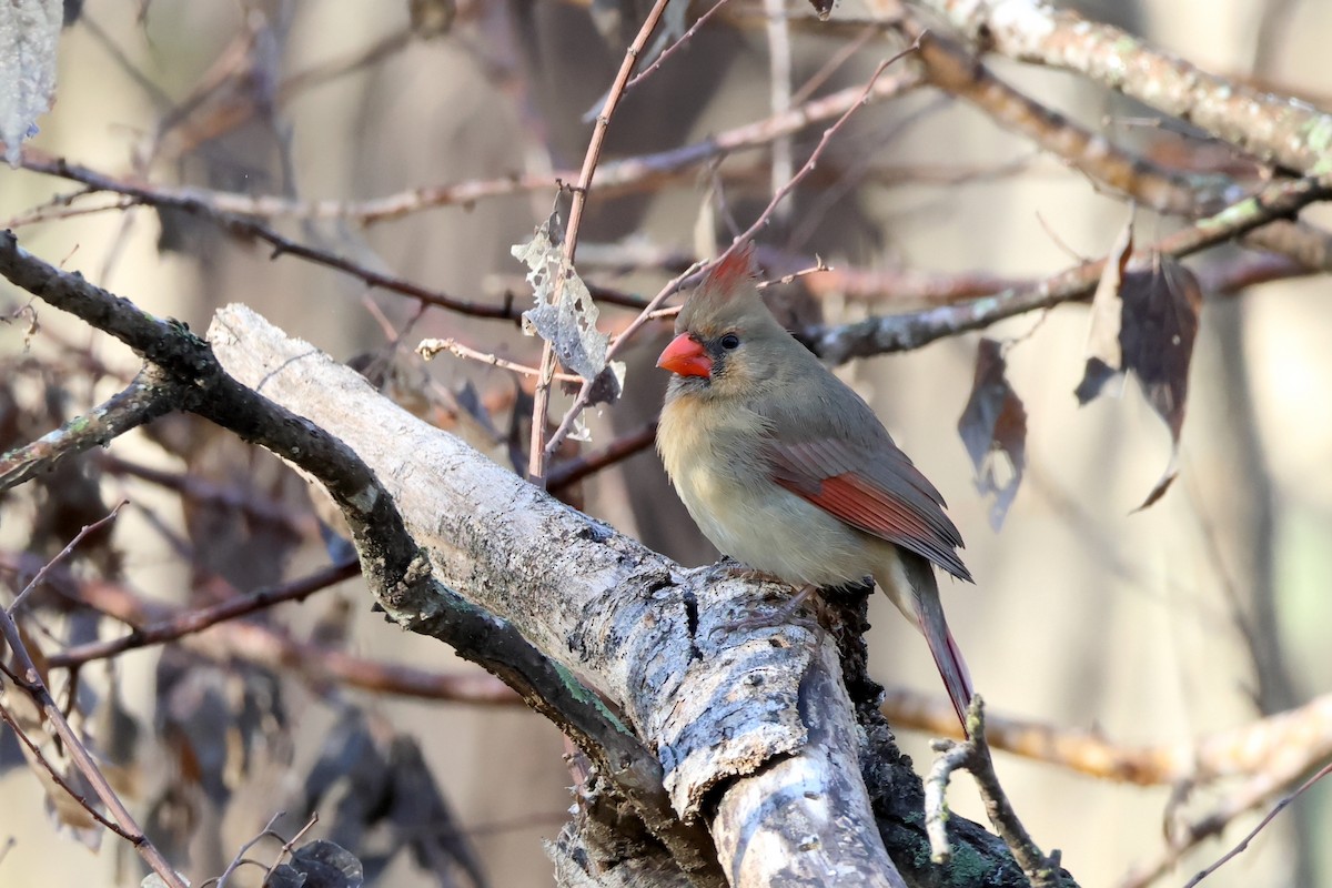 Northern Cardinal - ML628144276