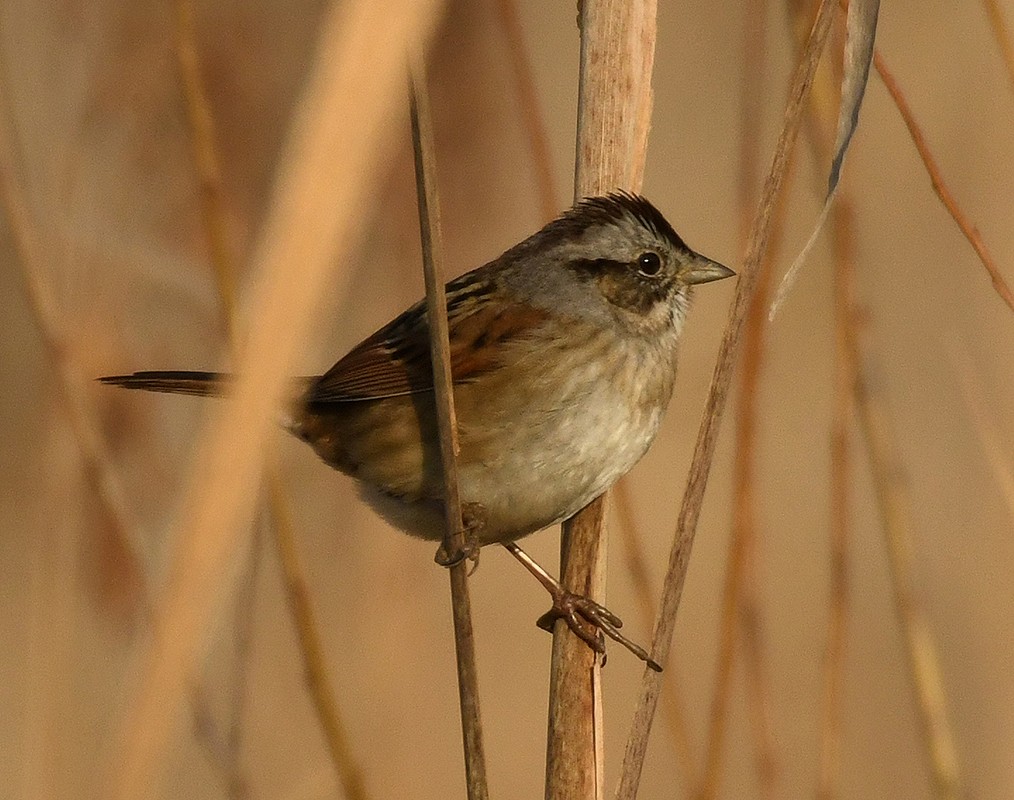 Swamp Sparrow - ML628144319