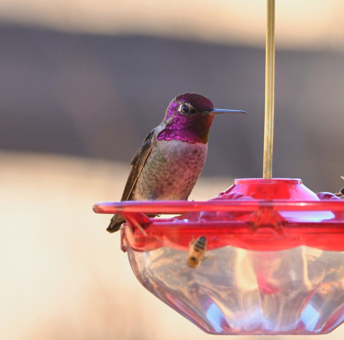 Anna's Hummingbird - ML628144394