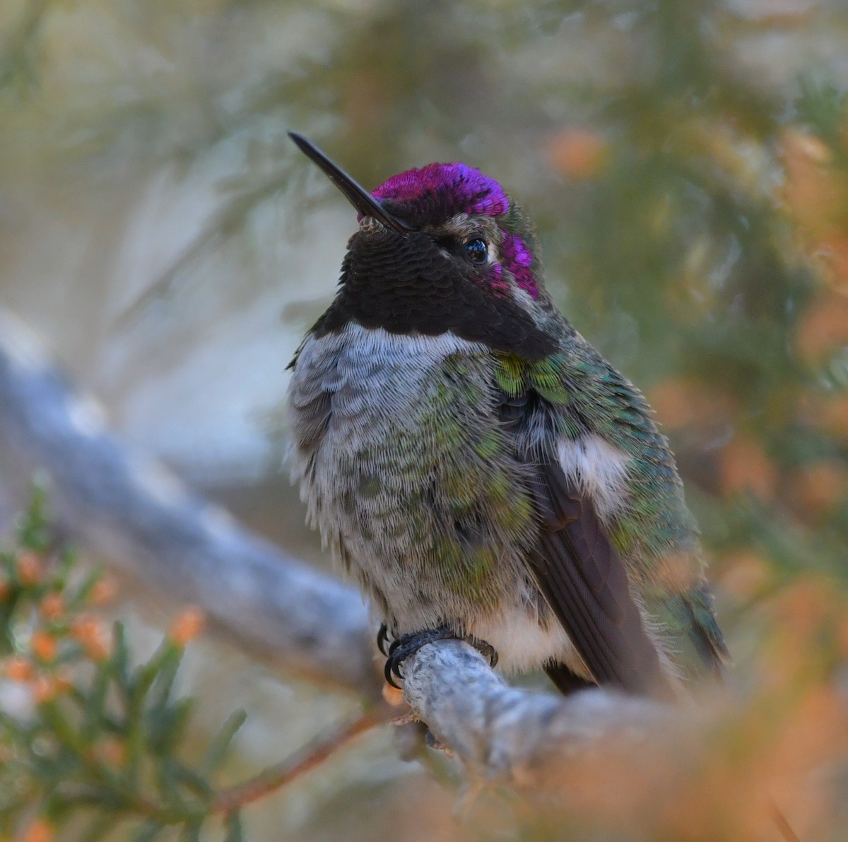 Anna's Hummingbird - ML628144395