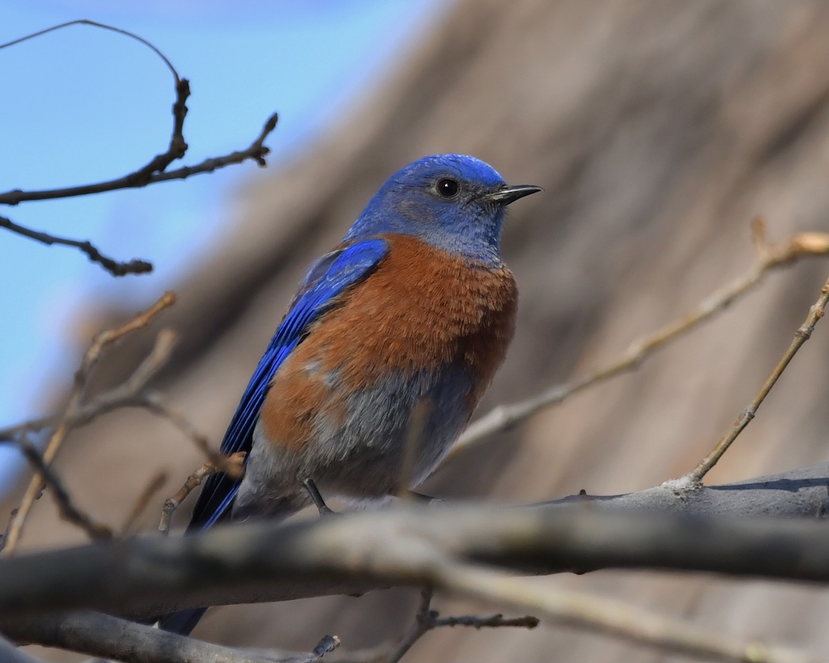 Western Bluebird - ML628144531